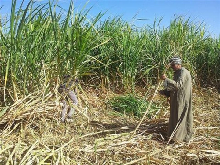 العسل المر.. مزارعي قنا يزرعون القصب ويحصدون مراره