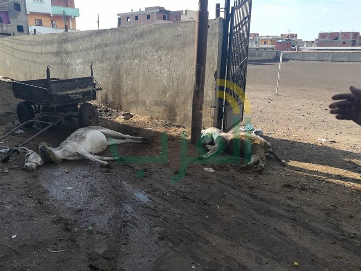 بالصور.. نجاة صاحبة "كارو" من الموت ونفوق "حمارين" بكفر الشيخ