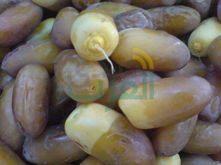 برعاية محافظ مطروح.. انطلاق حملة مكافحة سوسة النخيل بسيوة 13 يناير القادم