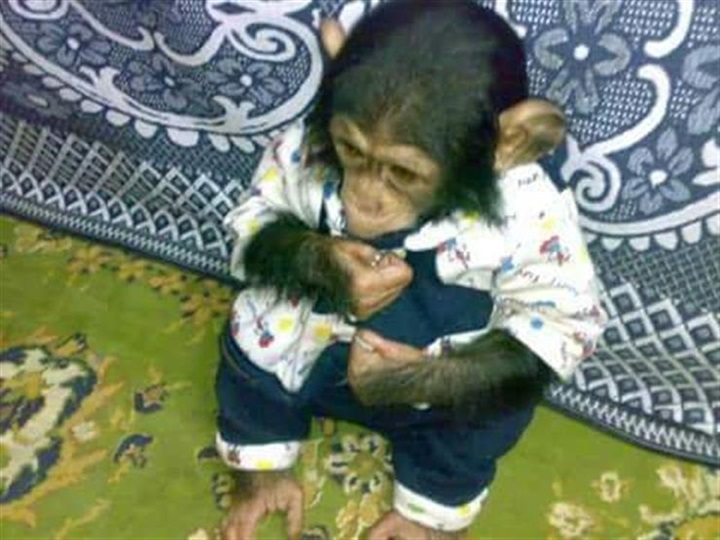 مات الطفل وعاش "القرد"