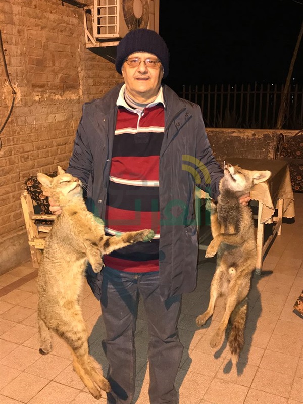 بالفيديو والصور.. وقائع اصطياد وسلخ ذئب في الساحة الشرقاوية بنجع حمادي