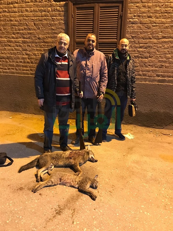 بالفيديو والصور.. وقائع اصطياد وسلخ ذئب في الساحة الشرقاوية بنجع حمادي