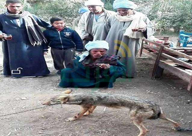  فيديو وصور.. صيد ذئب مصري جبلي حيًا ونقله للساحة الشرقاوية بنجع حمادي