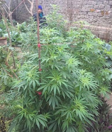 مزارع يزين منزله بـ«حديقة بانجو» فى الغربية