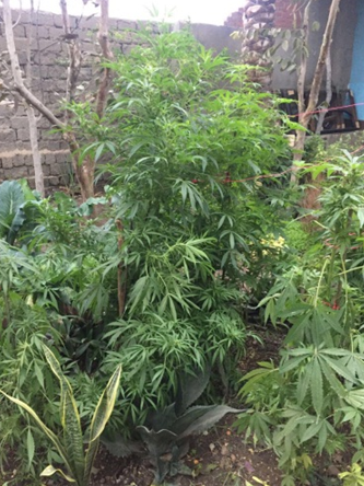 مزارع يزين منزله بـ«حديقة بانجو» فى الغربية