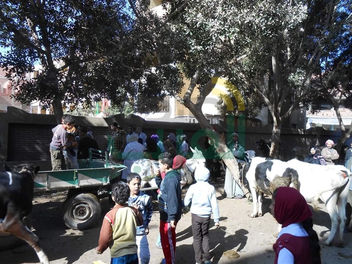 جامعة بنها تنظم قافلة بيطرية بقرية قرقشندة بطوخ