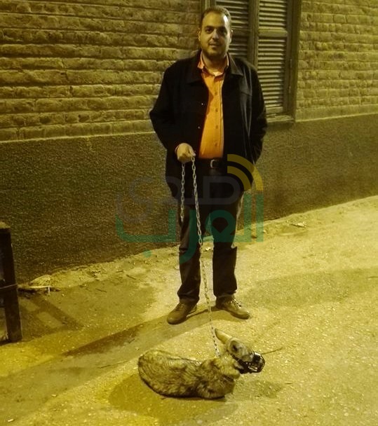 حفيد القطب الصوفي "أبو الوفاء الشرقاوي "يروض ذئبَا بعد اصطياده حيًا