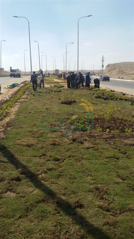 بالصور.. زراعة وتجميل المدخل الشرقي للمنيا الجديدة