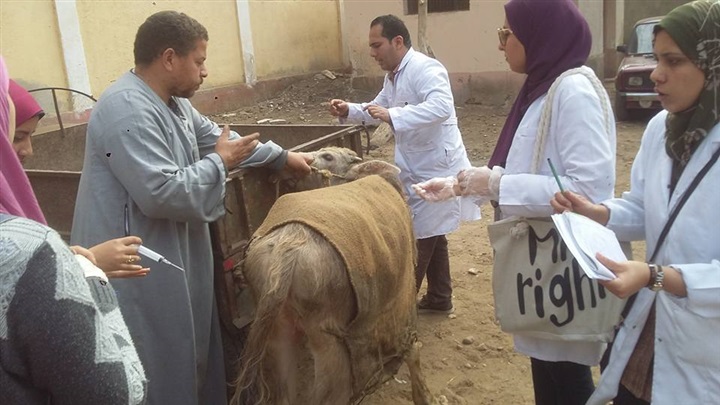 قافلة بيطرية بقرية بلتان من جامعة بنها