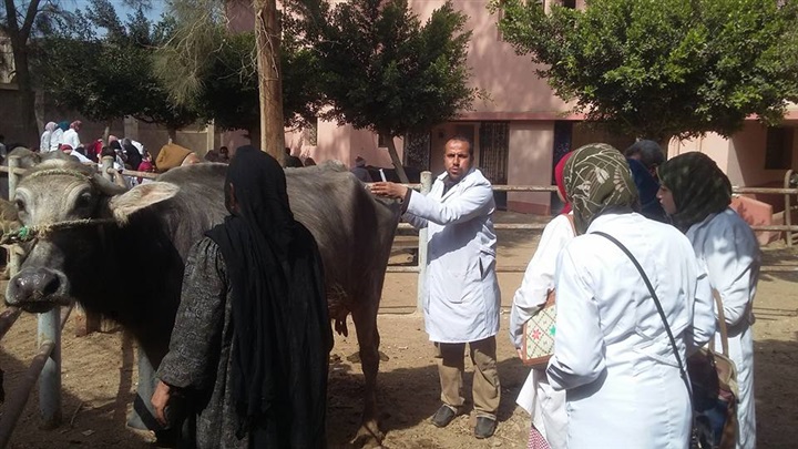 قافلة بيطرية بقرية بلتان من جامعة بنها