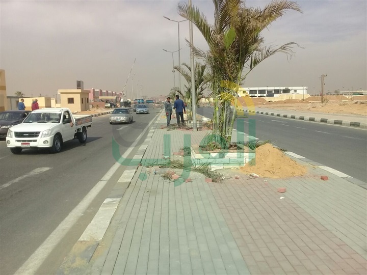بالصور.. حملة لزراعة 2500 نخلة فى مداخل ومخارج  «الشروق»