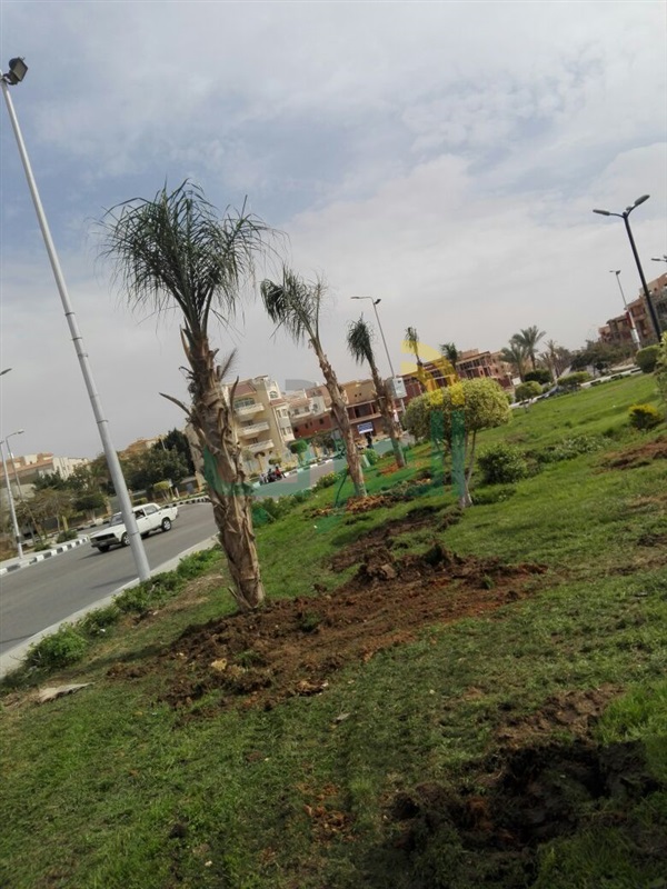 بالصور.. حملة لزراعة 2500 نخلة فى مداخل ومخارج  «الشروق»