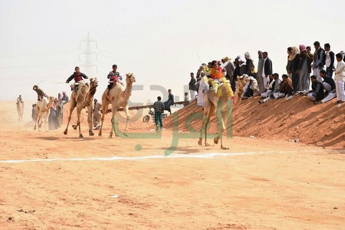 محافظ الشرقية يوزع دروع التميزعلى المتسابقين الفائزين فى مهرجان الشرقية التاسع للهجن العربية