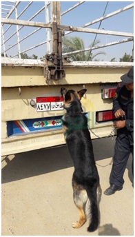 بالصور.. «كمين» يحبط تهريب شحنة بانجو بـ«نفق الشهيد»