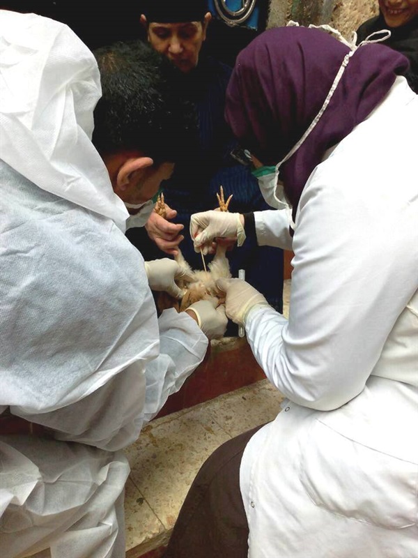 تحصين 299 ألف طائر ضد مرض أنفلونزا الطيور بالشرقية 
