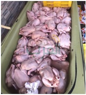 بالصور.. ضبط 14 متهم يديرون مصنعا بداخلة 70 طن دواجن فاسدة بالفيوم