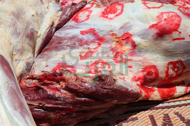 بالفيديو والصور.. ضبط 234 كيلو لحوم بأختام مزورة في كفر الشيخ