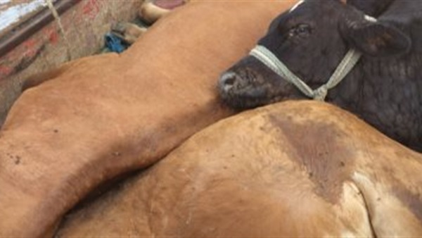 صورة ارشيفية