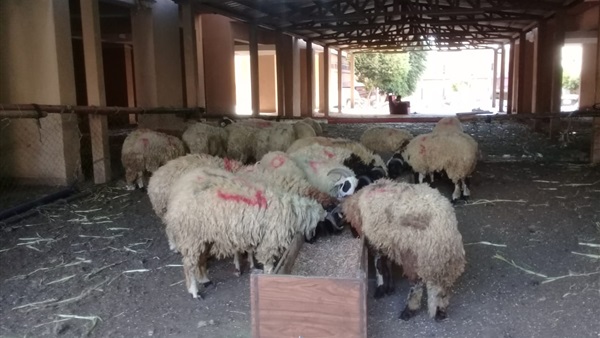 شوادر للداخلية