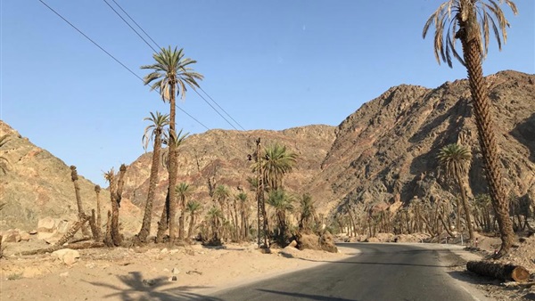 صدى العرب