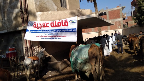 صدى العرب