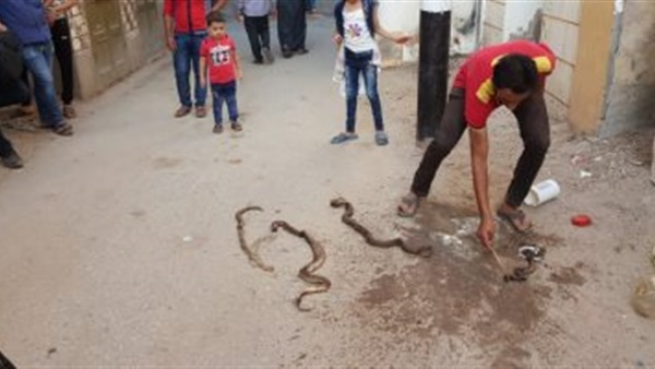 صدى العرب