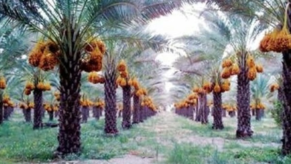 صدى العرب