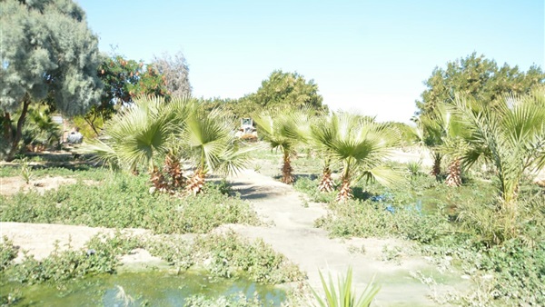 صدى العرب