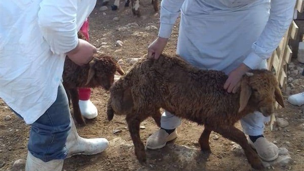 صدى العرب