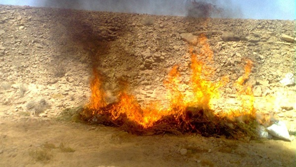 صدى العرب