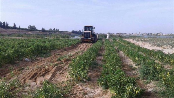 صدى العرب