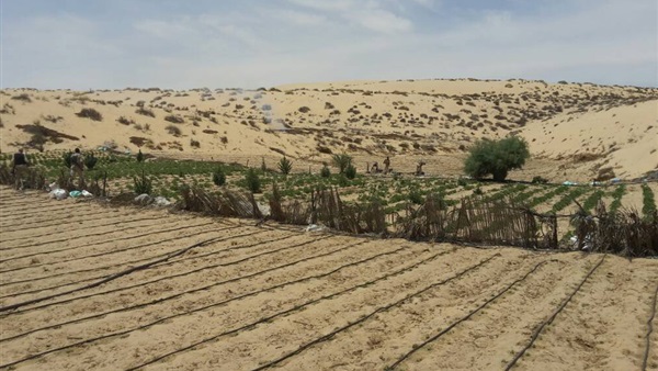 صدى العرب
