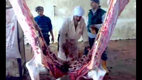 صدى العرب