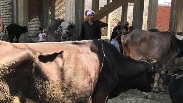 صدى العرب