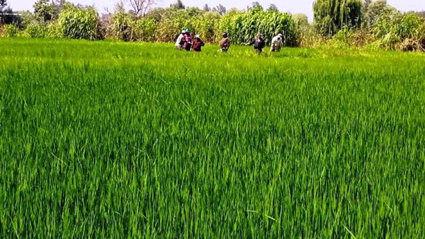 صدى العرب