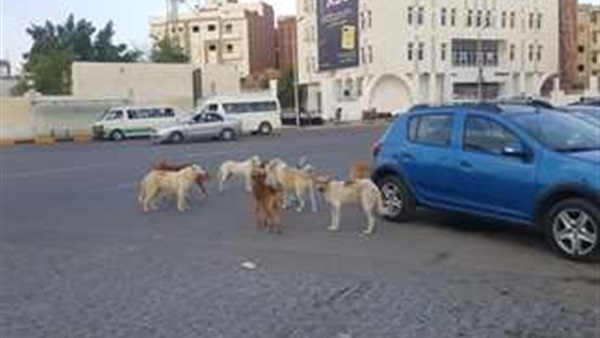 صدى العرب