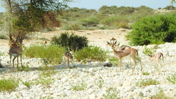 صدى العرب