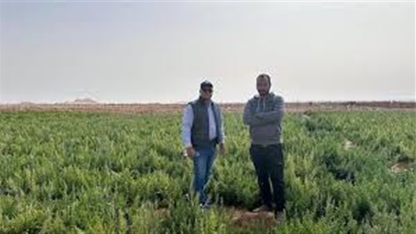 صدى العرب