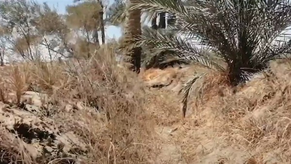 صدى العرب