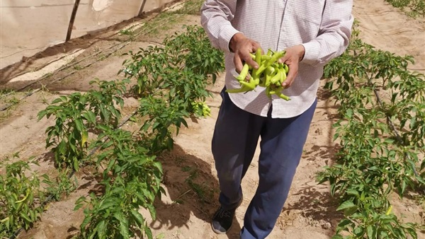صدى العرب
