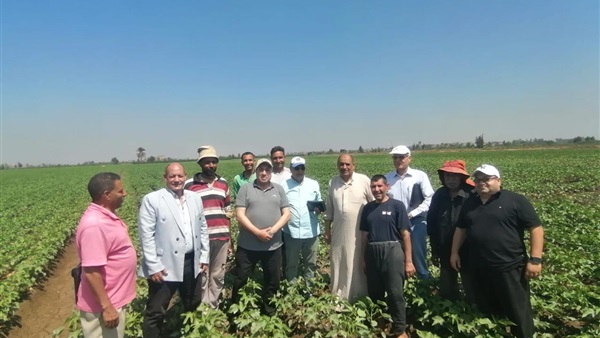 متابعة زراعة القطن