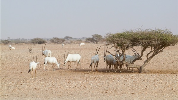 صدى العرب
