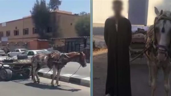 صاحب عربة الكارو