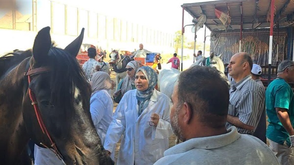 ترقيم الخيول
