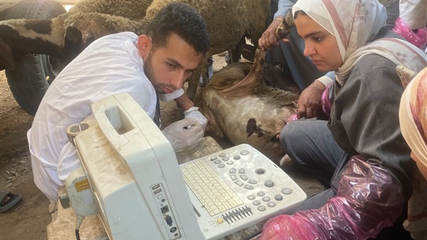 قوافل بيطرية