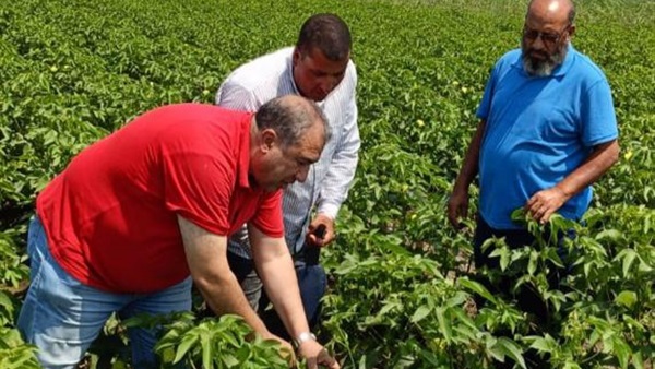 متابعة حقول إكثار