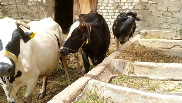 حصر الثروة الحيوانية