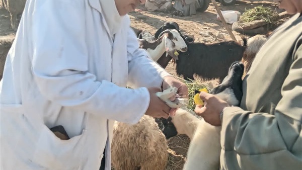 الخدمات البيطرية