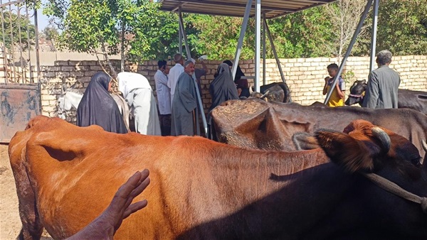 قافلة بيطرية مجانية