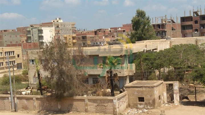 بالصور...قطيع من الأبقار يتجول داخل مستشفي في كفر الشيخ